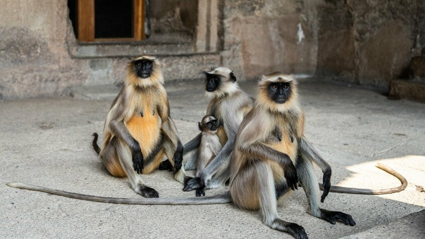 Eine Gruppe von Languren-Affen sitzt entspannt auf einem steinernen Boden, darunter ein Muttertier mit einem Jungtier. Im Hintergrund sind Gebäude aus Stein zu erkennen.