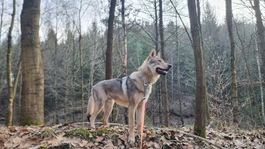 Hund von Tomáš Novotný bei einem Spaziergang im Wald